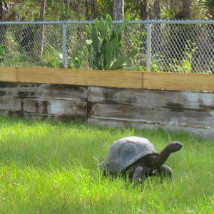 ALDABRA BREEDER