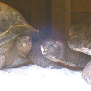 ALDABRA BREEDER