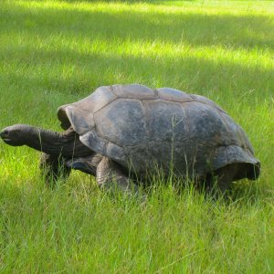 ALDABRA BREEDER