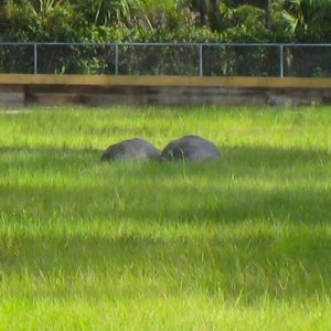 ALDABRA BREEDER