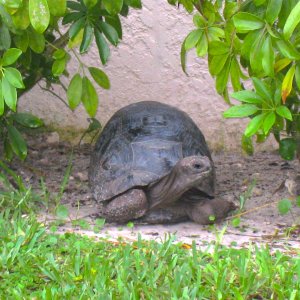 ALDABRA BREEDER
