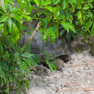 ALDABRA BREEDER