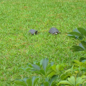 ALDABRA BREEDER