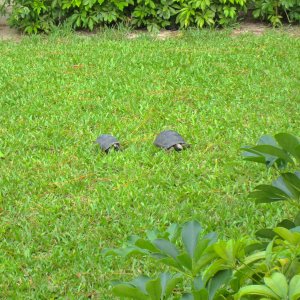 ALDABRA BREEDER