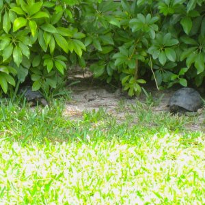ALDABRA BREEDER