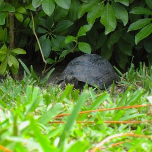ALDABRA BREEDER