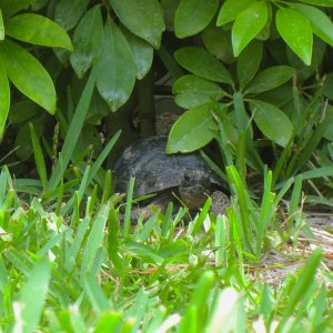 ALDABRA BREEDER