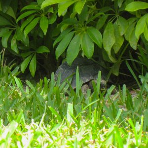 ALDABRA BREEDER