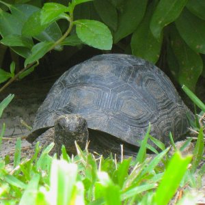 ALDABRA BREEDER