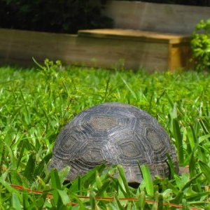 ALDABRA BREEDER