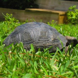 ALDABRA BREEDER