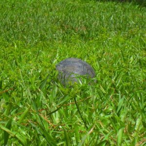 ALDABRA BREEDER