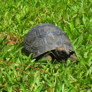 ALDABRA BREEDER