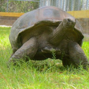 ALDABRA BREEDER