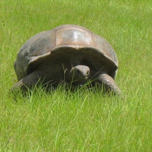 ALDABRA BREEDER
