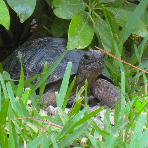 ALDABRA BREEDER