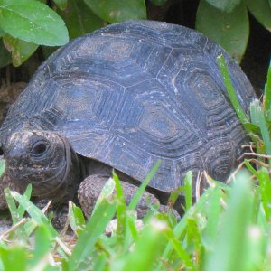 ALDABRA BREEDER