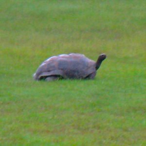 ALDABRA BREEDER