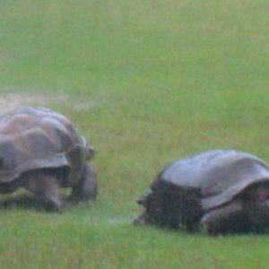 ALDABRA BREEDER