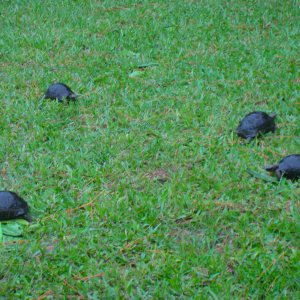 ALDABRA BREEDER