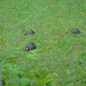 ALDABRA BREEDER