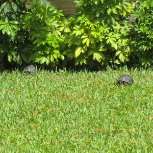 ALDABRA BREEDER