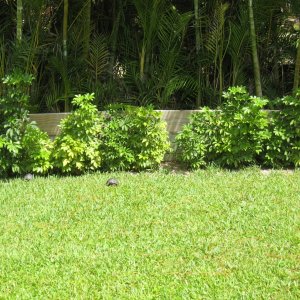 ALDABRA BREEDER