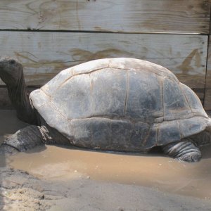 ALDABRA BREEDER
