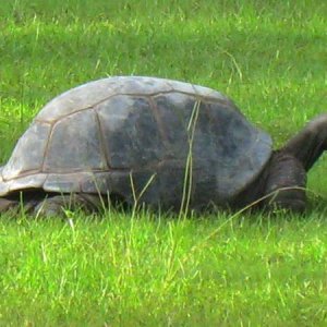 ALDABRA BREEDER