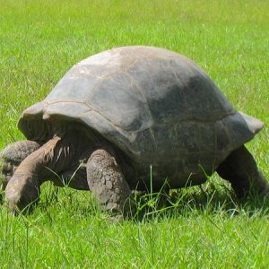 ALDABRA BREEDER