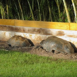 ALDABRA BREEDER