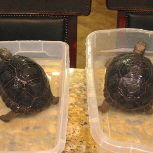 ALDABRA BREEDER