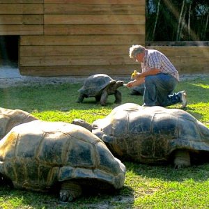 ALDABRA BREEDER