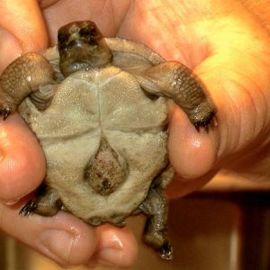 ALDABRA BREEDER
