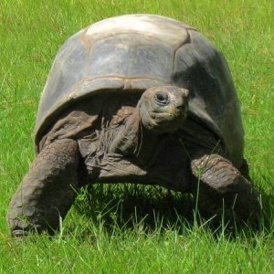 ALDABRA BREEDER