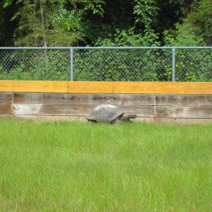 ALDABRA BREEDER