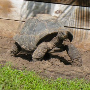 ALDABRA BREEDER