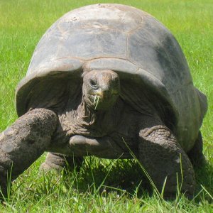 ALDABRA BREEDER