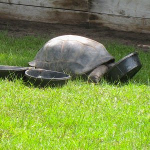 ALDABRA BREEDER