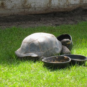 ALDABRA BREEDER