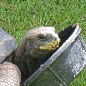 ALDABRA BREEDER