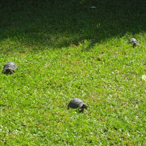 ALDABRA BREEDER