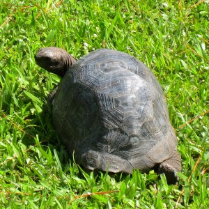 ALDABRA BREEDER