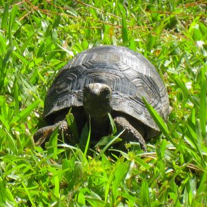 ALDABRA BREEDER