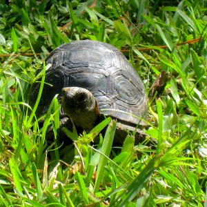 ALDABRA BREEDER