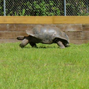 ALDABRA BREEDER