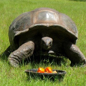 ALDABRA BREEDER