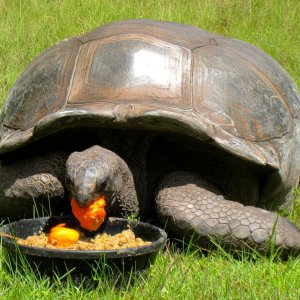 ALDABRA BREEDER