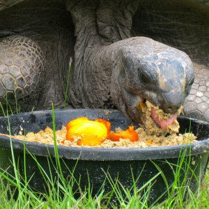 ALDABRA BREEDER