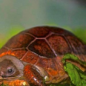 ALDABRA BREEDER